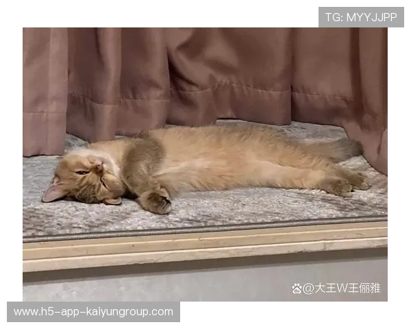 世界冠军与萌萌猫咪的甜蜜合照：温暖瞬间瞬间点亮你的心